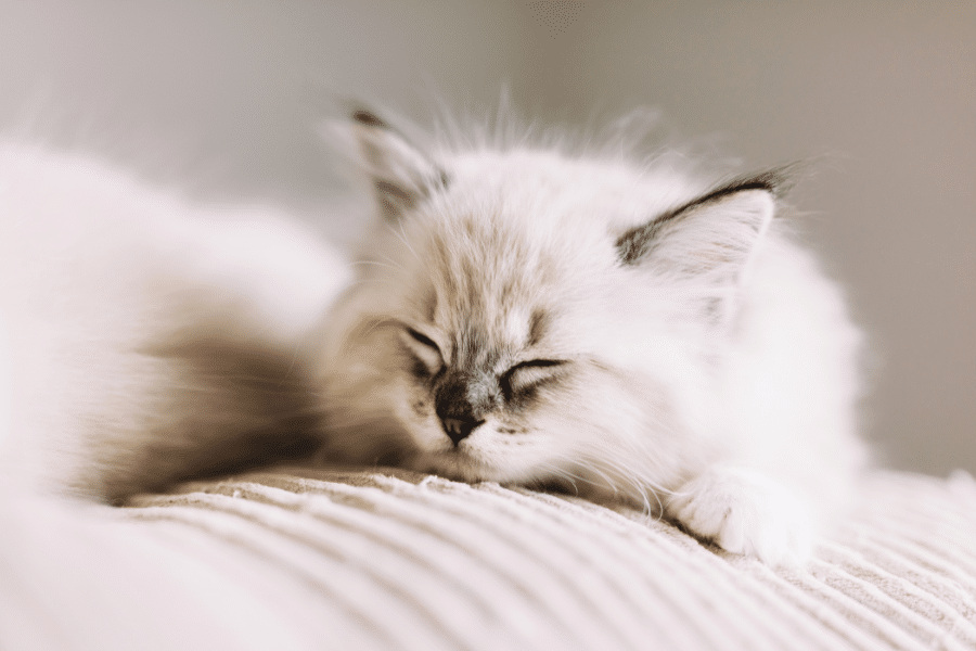 Chaton blanc endormi sur un lit.