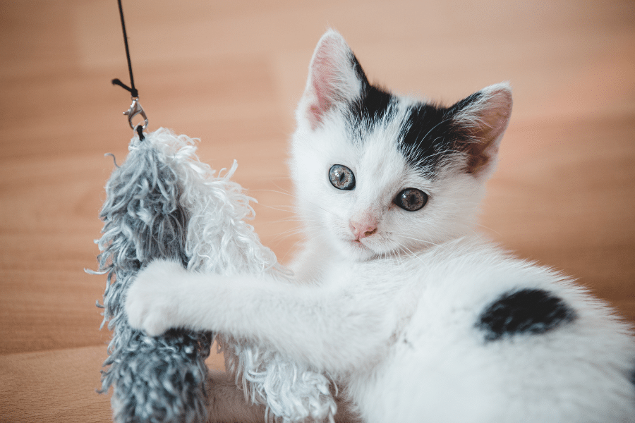 Chaton joue avec un jouet.