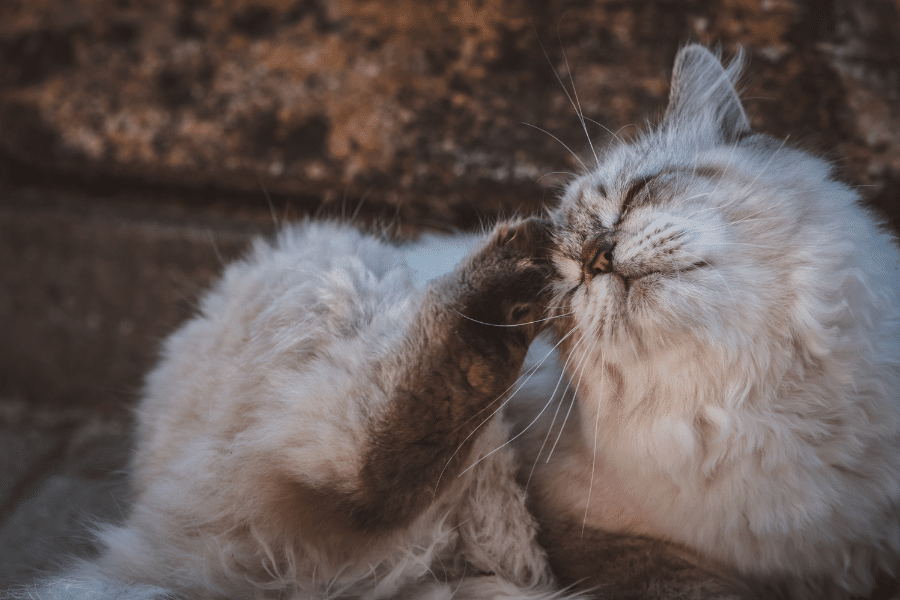 Chat blanc se grattant avec sa patte